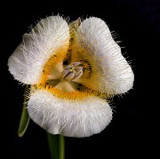 Calochortus subalpinus - Cascade Mariposa Lily 15-1205_1